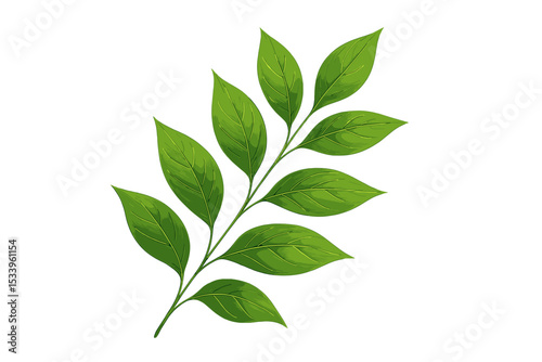 Fresh green leaf branch vector illustration. Realistic botanical plant twig isolated on white background. Nature concept for eco friendly, organic, and tea product design.
