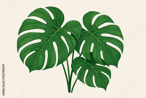 Monstera deliciosa plant vector illustration. Tropical Swiss cheese plant leaf. Exotic jungle foliage for summer decoration. Botanical greenery drawing for modern home interior.