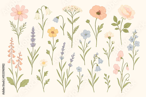 Collection of hand drawn vintage wildflowers and garden blooms. Botanical illustration set with delicate meadow flowers. Floral elements like poppy, daisy, lavender, cosmos, bluebell.