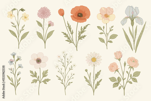 Set of vintage botanical flower illustrations. Hand-drawn wildflowers and garden blooms collection. Poppy, iris, rose, daisy isolated floral elements for decoration design.