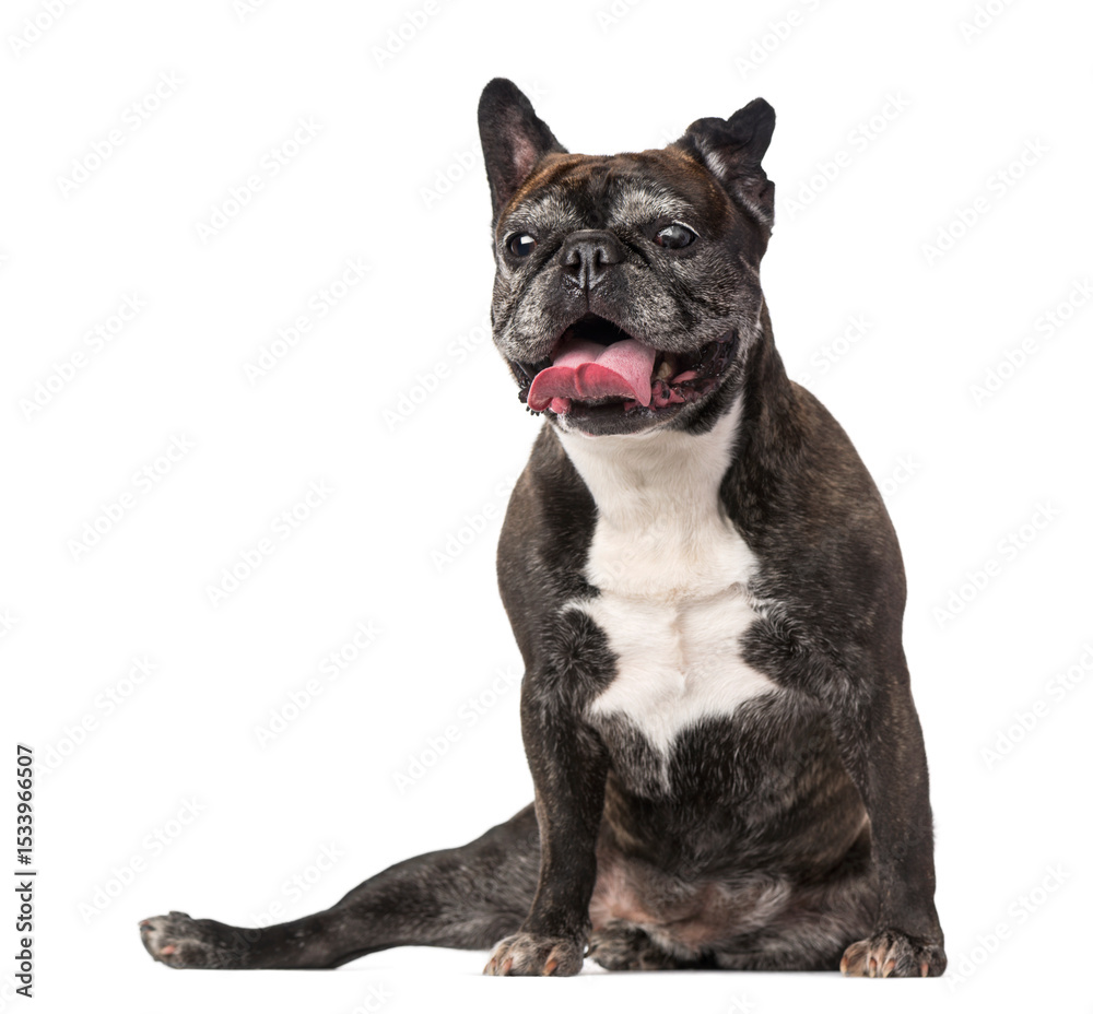 Fototapeta premium French Bulldog (7 years old)