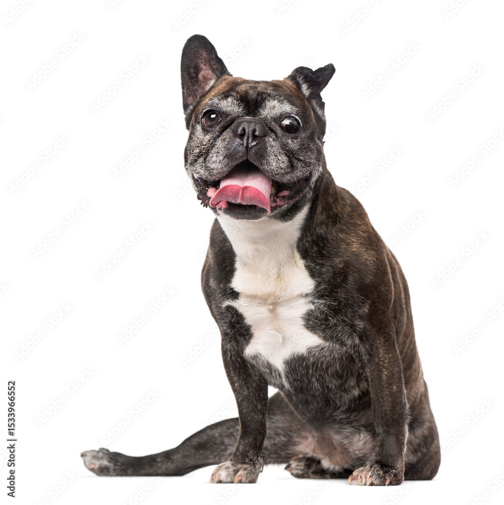 Fototapeta premium French Bulldog (7 years old)