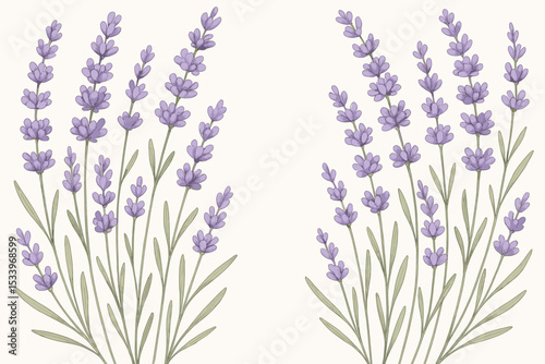 Hand-drawn lavender flower illustration. Botanical vector art with purple flowers. Floral frame for invitation or spa. Natural herbal plant drawing for aromatherapy and beauty.