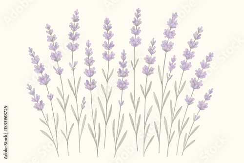 Hand drawn lavender flowers vector illustration. Purple floral plant background for aromatherapy, spa and wellness. Botanical wild flower for natural cosmetics and product design.