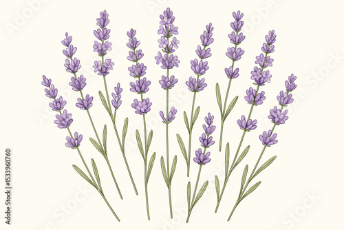 Hand-drawn lavender flower vector illustration. Botanical drawing of purple blossoms and stems. Elegant floral arrangement for aromatherapy, spa, and beauty. Rustic vintage design.