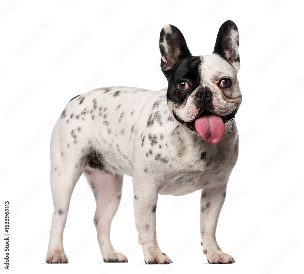 Fototapeta premium French Bulldog (18 months old)