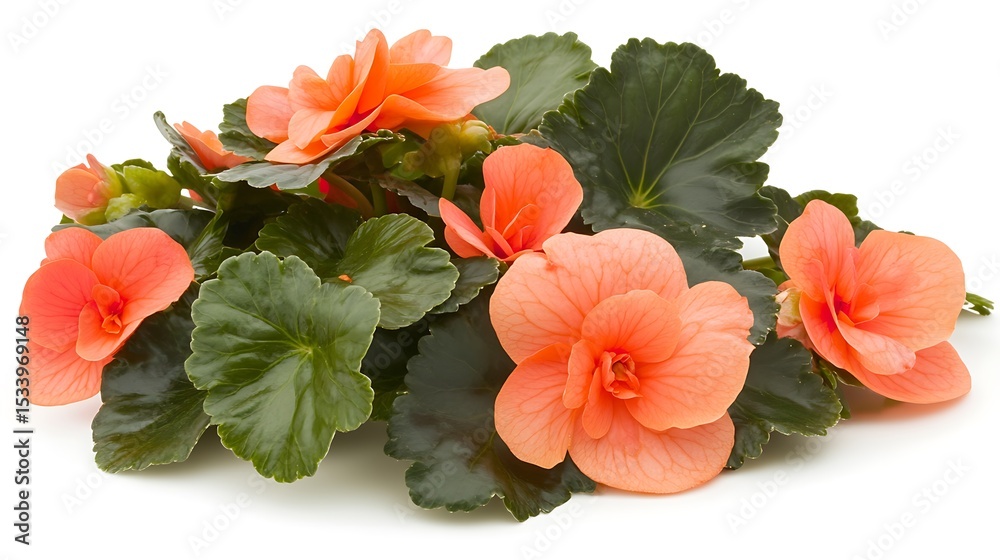 Obraz premium A gorgeous arrangement of peach colored begonia flowers and vibrant green leaves