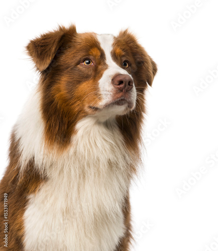 Close-up of a Border collie