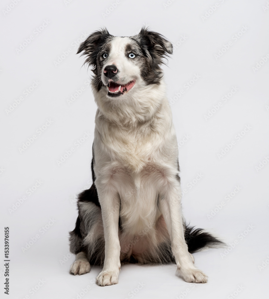 Fototapeta premium Border collie sitting