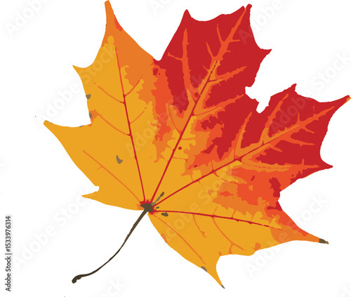 Beautifully illustrated maple leaf featuring autumn colors and vector graphics against a clean white background