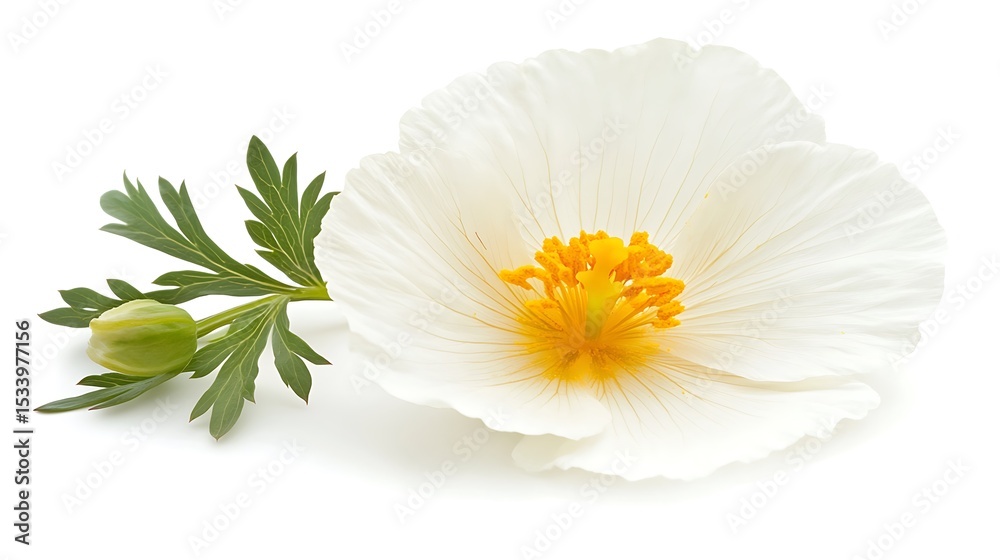 Fototapeta premium Elegant Matilija Poppy Flower with Bud and Green Leaves on White Background