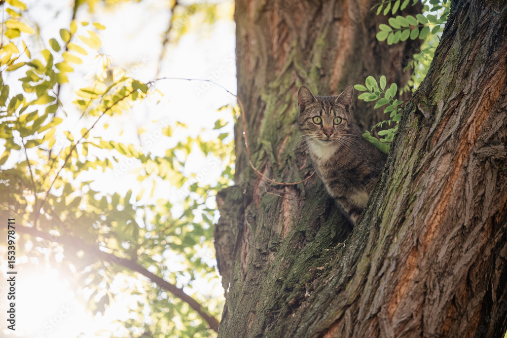 Obraz premium Kater sitzt im Baum, hübscher getigerter Kater ist auf der Jagd, Kätzchen sitzt im Baum