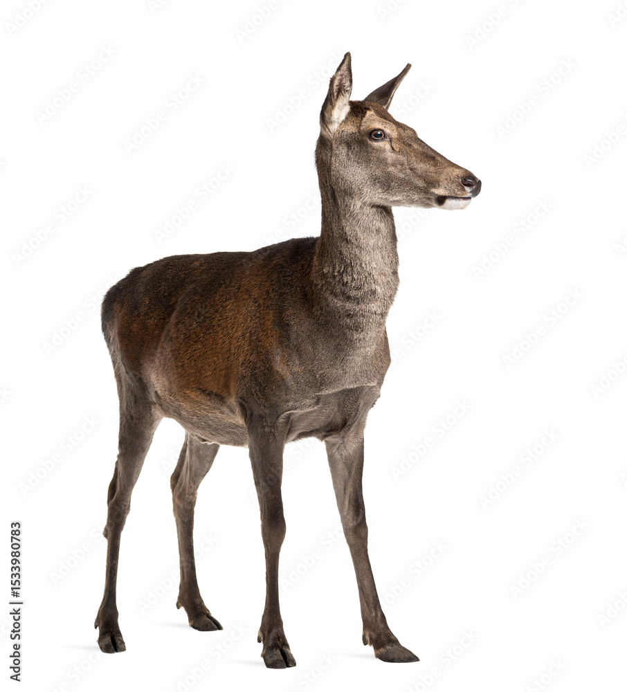 Naklejka premium Female red deer in front of a white background