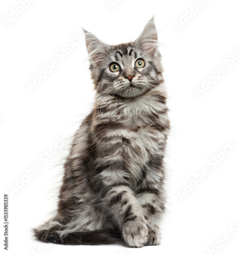 Maine coon kitten in front of white background