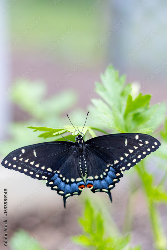Naklejka premium Black Swallowtail butterfly, Papilio polyxenes, female closeup