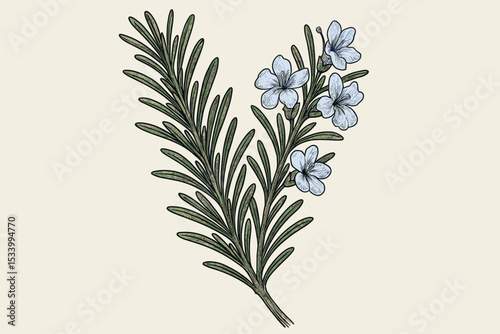 Vintage rosemary branch illustration with blue flowers. Botanical drawing of a blooming herb sprig. Hand-drawn retro style for cooking, aromatherapy, or herbal medicine concepts.