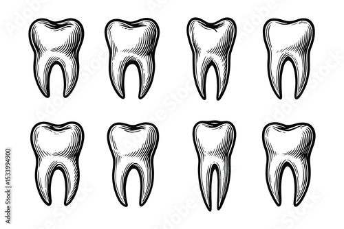 Vector tooth dental anatomy hygiene care isolated on white background.