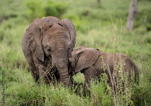 Photography Young Elephants cuddling, Serengeti, Tanzania