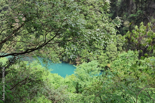 tree in the water