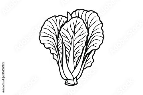 Detailed vector illustration of fresh bok choy vegetable outline.