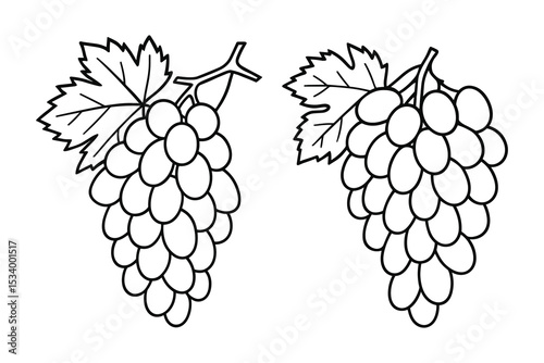 Detailed vector illustration of a grape fruit outline design.