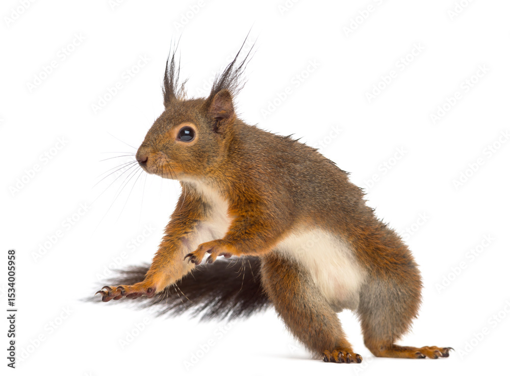 Fototapeta premium Red squirrel in front of a white background