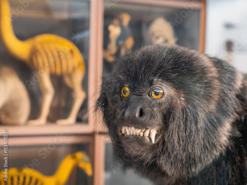 Stuffed monkey - Goeldi's marmoset (Callimico goeldii) in a room with animal models