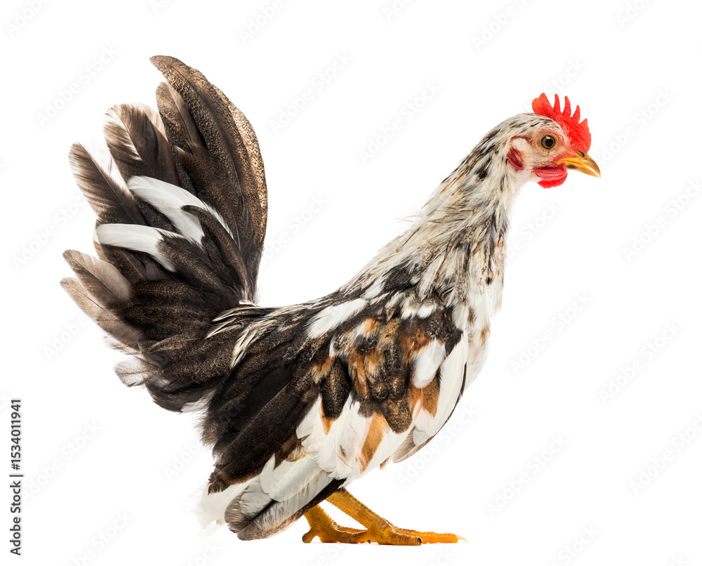 Fototapeta premium Bantam hen in front of a white background