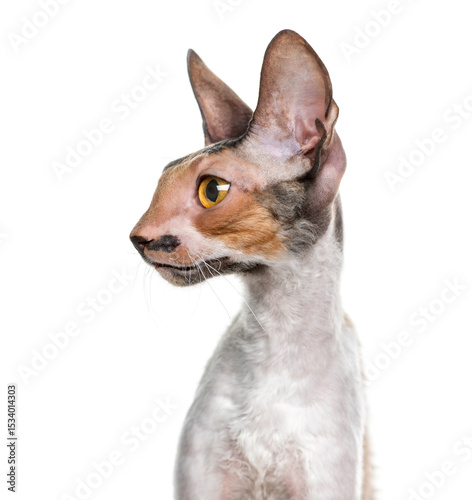 Close-up of a Cornish Rex (10 months old) in front of a white ba