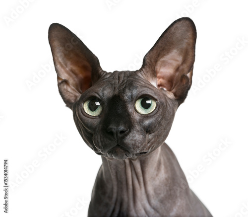 Close-up of a Sphynx (2 years old) in front of a white backgroun