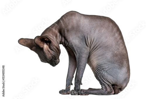 Sphynx (2 years old) in front of a white background