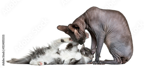 Sphynx playing with a maine coon kitten in front of a white background