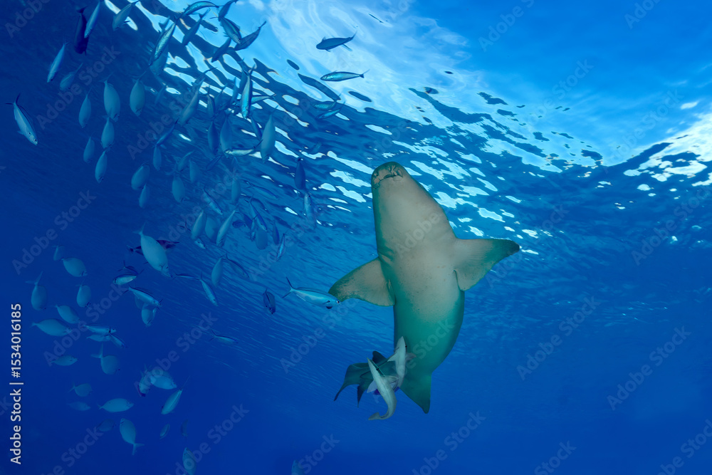 Obraz premium Underside view of a nurse shark with the sea surface in the background