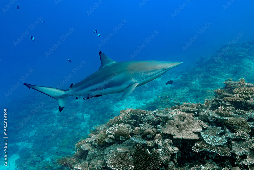 Fototapeta premium Spinner shark swimming in the crystal-clear waters of a reef in the Maldives