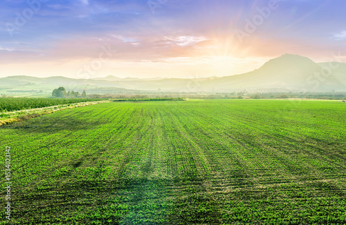 Fototapeta Naklejka Na Ścianę i Meble -  evening rustic landscape of agricultural spring field with young green grownt of vegetable plants and beautiful meadow with trees and sunset hills on background