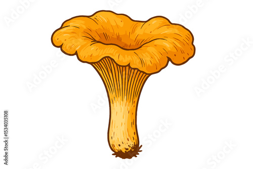 Chanterelle mushroom illustration. Edible golden chanterelle fungus vector graphic. Hand drawn botanical art of Cantharellus cibarius. Gourmet food ingredient for cooking, isolated.