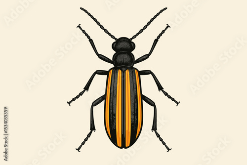 Striped Blister Beetle vector illustration. Vintage engraving style drawing of an insect bug. Entomology science concept. Zoology and biology. Isolated top view wildlife art.