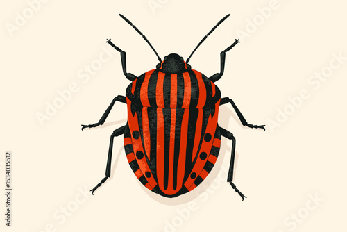 Italian striped-bug vector illustration, Graphosoma italicum. Red and black minstrel bug or shield bug. Isolated insect top view for entomology, zoology, and science concept.