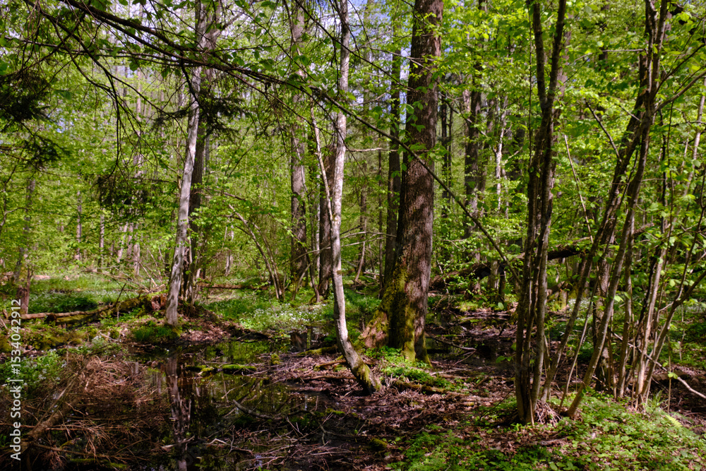 Fototapeta premium Springtime alder-bog sunny forest with standing water