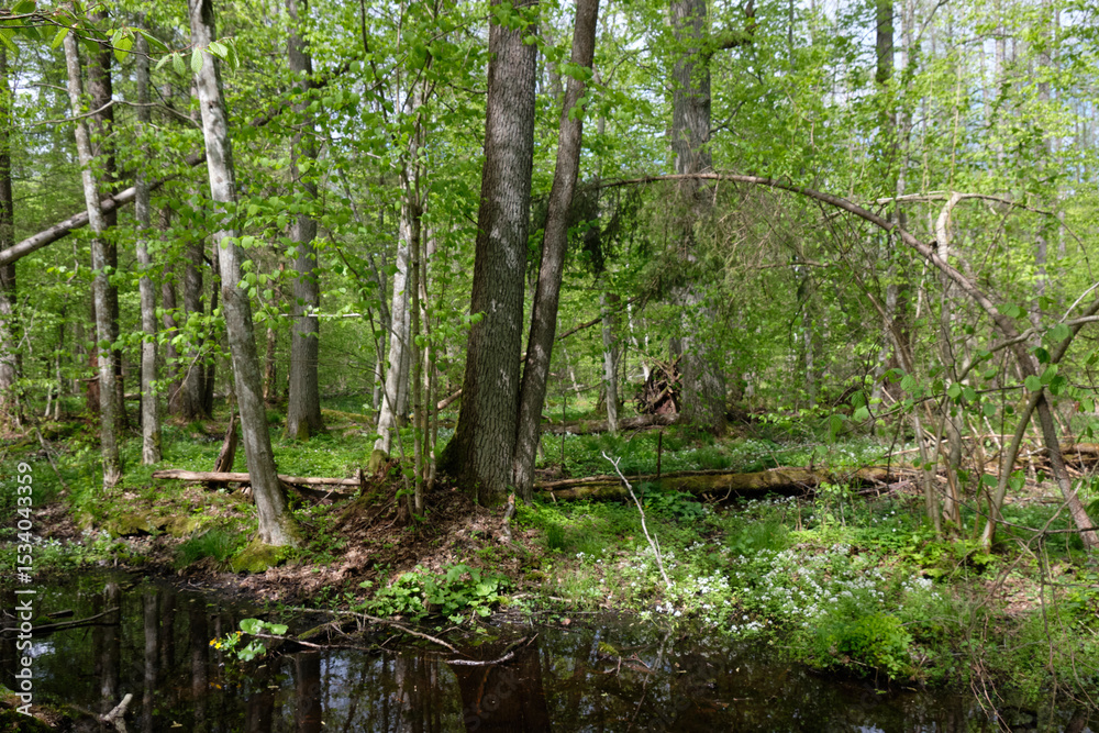 Fototapeta premium Springtime alder-bog sunny forest with standing water