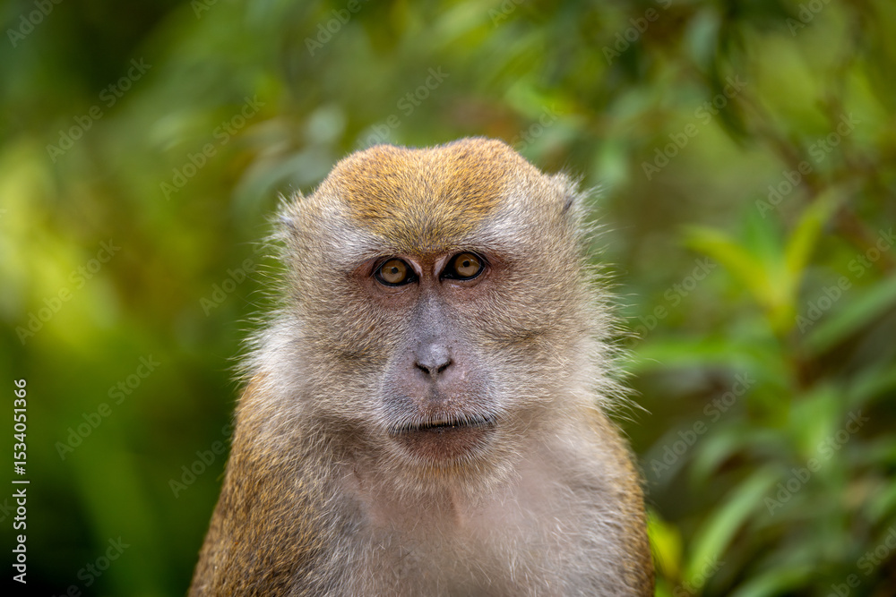 Fototapeta premium Long-tailed Macaque