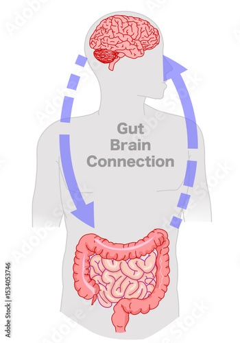 Brain gut connection axis. Small large intestine signals enteric, nervous system. Gray body. Gut sensor is connected to the vagus nerve. Serotonin production. Illustration vector	