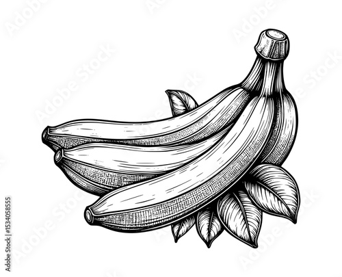illustration of banana