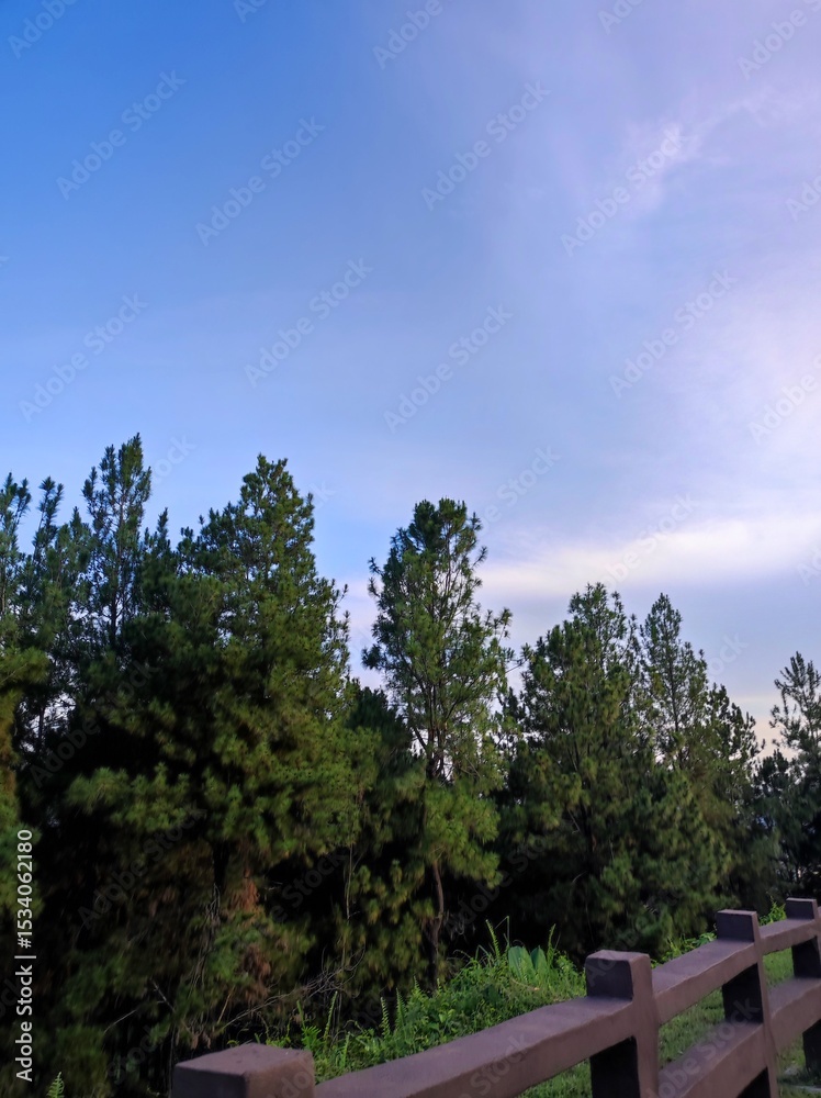 Obraz premium trees and sky