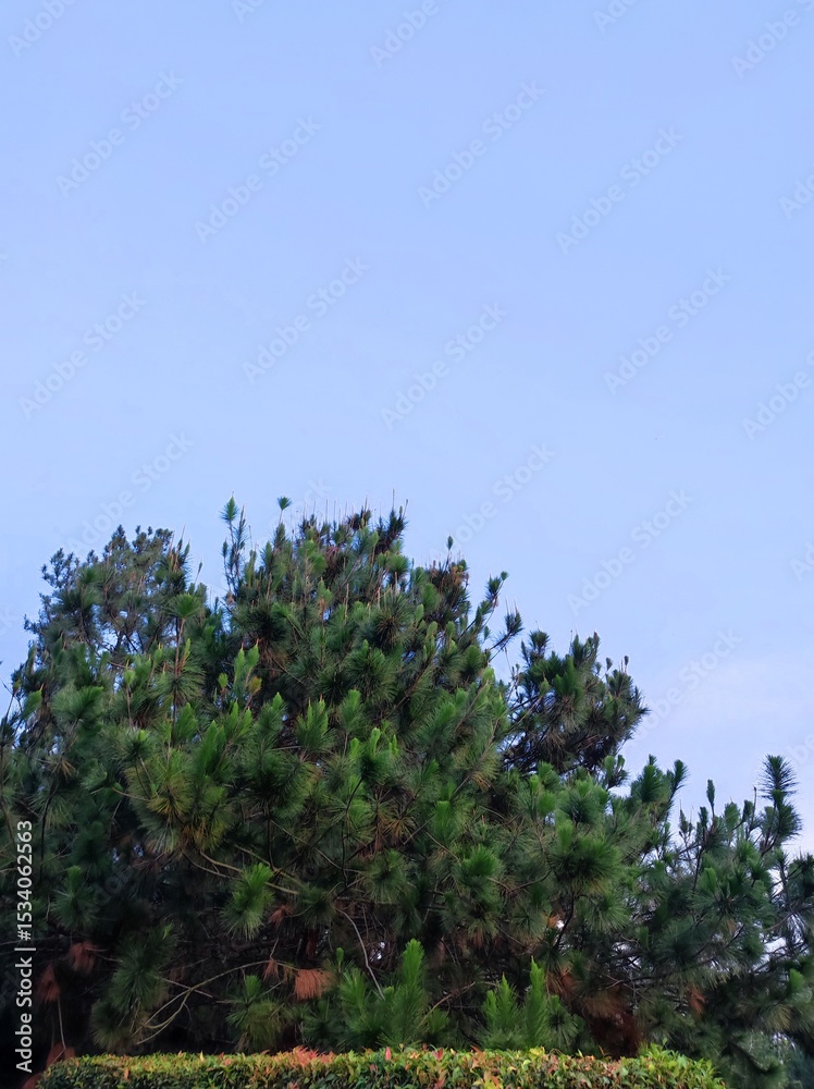 Obraz premium tree and sky