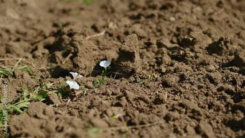 bindweed grew on the loosened soil between grape vines, selective focus on flowers, vineyard care and loosening the soil to improve aeration, weed control and moisture conservation in the soil