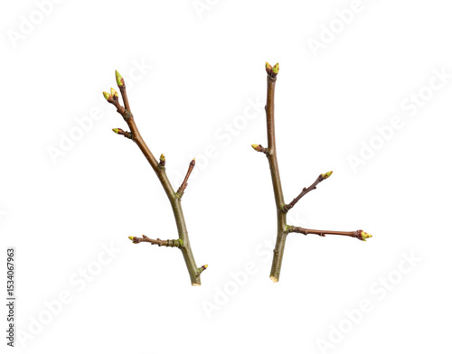Two bare tree branches with emerging buds signaling the arrival of spring photo
