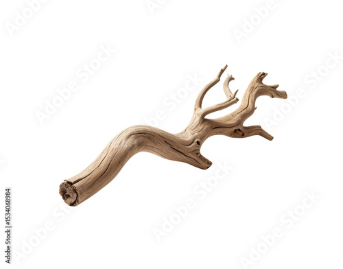 Weathered Driftwood Branch with Knotted Texture and Branching Limbs on Transparent Background