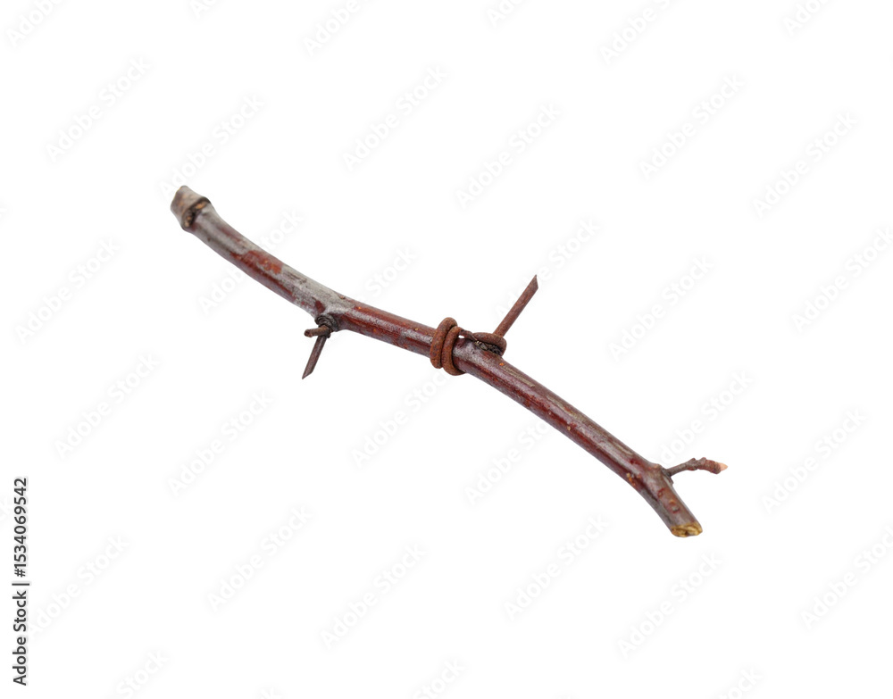 Obraz premium Weathered twig with rusty wire and sharp protruding thorns isolated