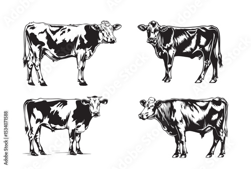 Four Cows in Black and White